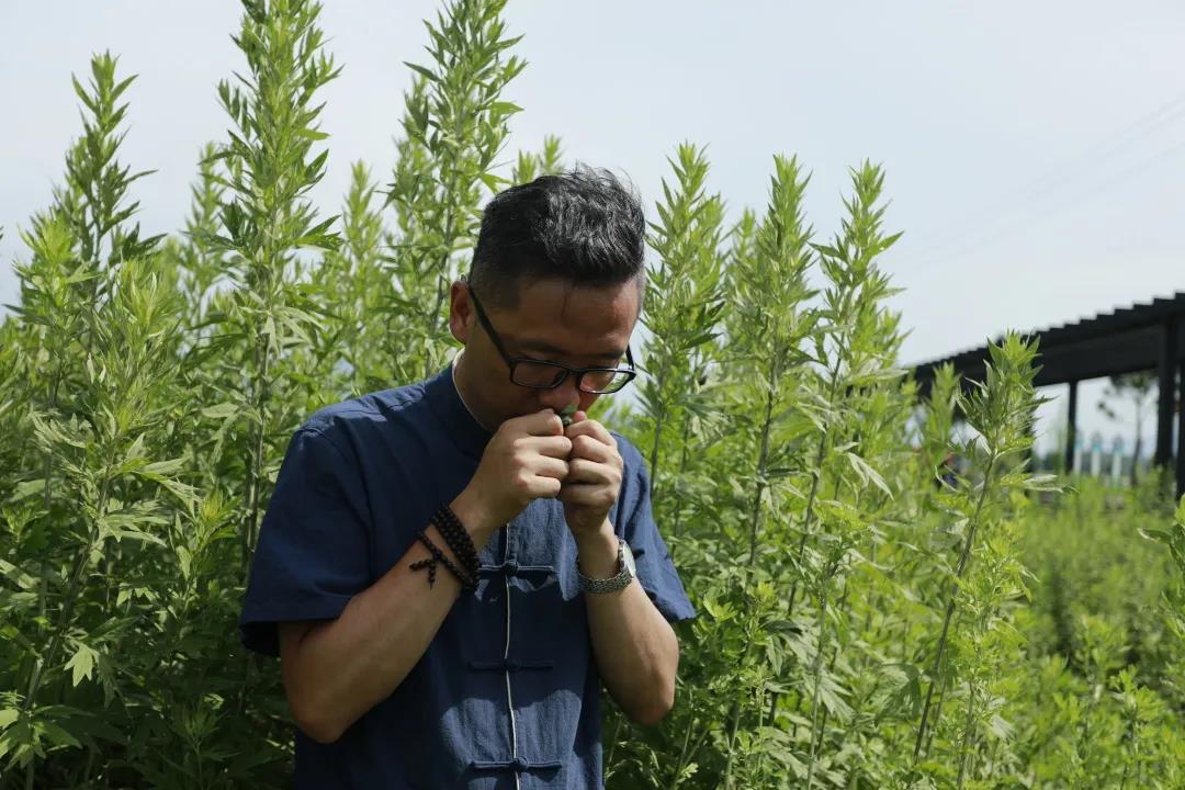 艾草怎么辨別真假，假蘄艾盛行，妙招教你輕松避雷！